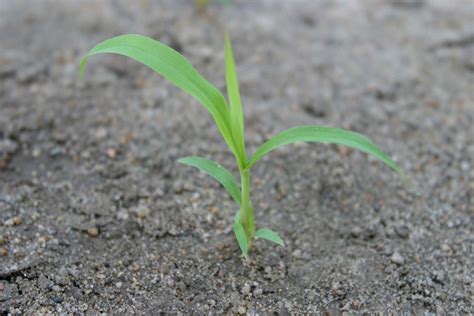 Distinguishing Differences In Foxtail Species