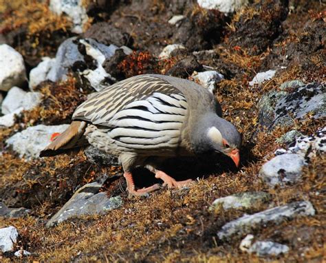 Himalayan Snowcock (Tetraogallus himalayensis) - Non-Native Game Bird