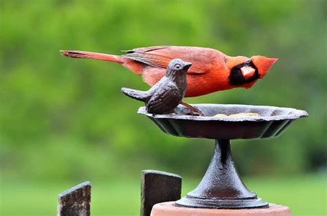 Winter Bird Bath Tips - Birds and Blooms