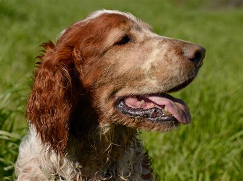 100+ Springer Spaniel Haircut Stock Photos, Pictures & Royalty-Free ...