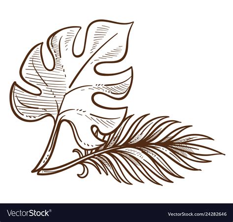 Palm leaf isolated sketch exotic plant tropical Vector Image