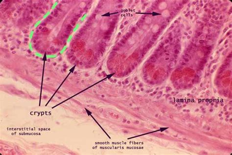 Histology at SIU