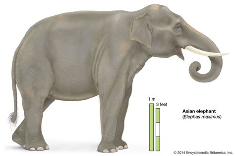 Asian elephant | mammal | Britannica