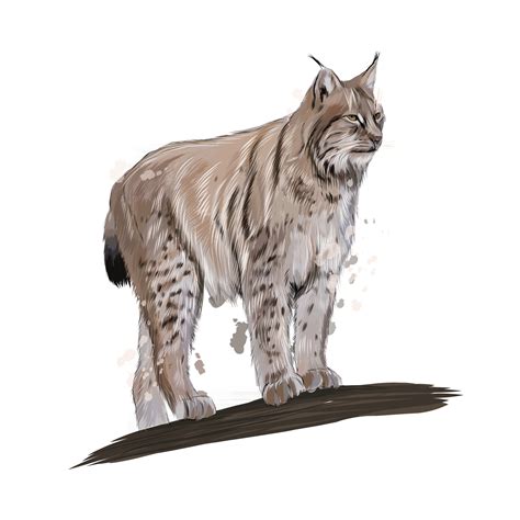 Lynx from a splash of watercolor, colored drawing, realistic. Vector ...