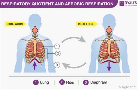 Respiratory Quotient & Aerobic Respiration- Overview and Applications