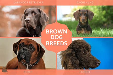 15+ Brown Dog Breeds - Large and Small Brown Dogs With Photos