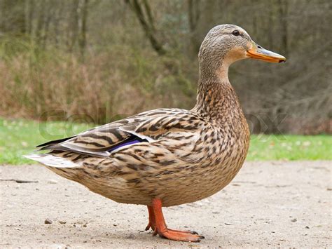 female mallard duck - Anas platyrhynchos in spring on land | Stock ...