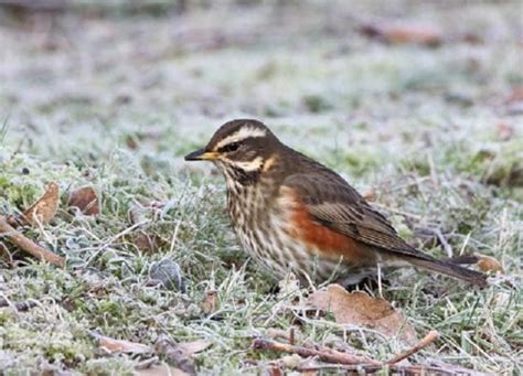 Redwing - BirdWatch Ireland