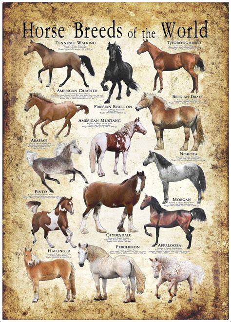 Horse Breeds Poster