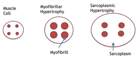 Sarcoplasmic Hypertrophy – Garage Strength