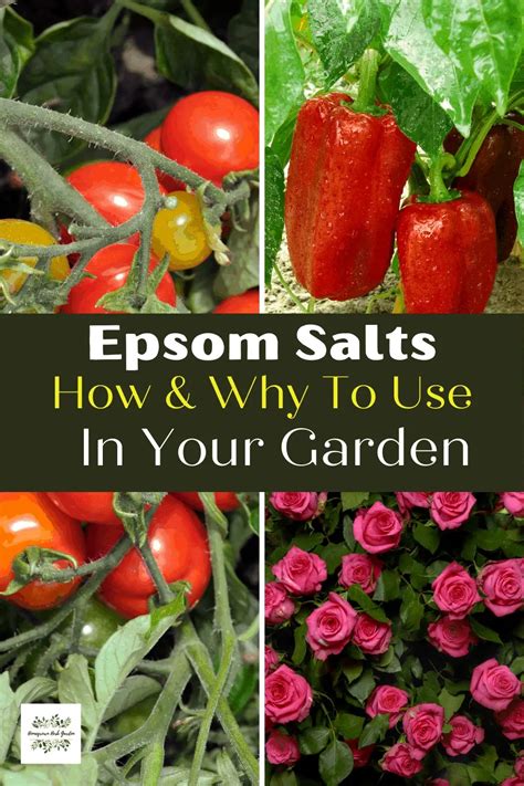 Gardening Secrets - Epsom Salts - Homegrown Herb Garden