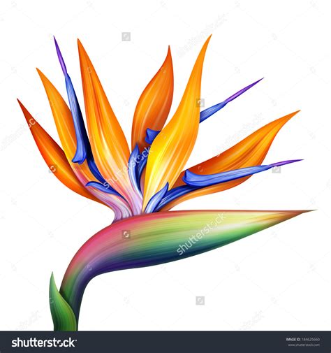 Bird of paradise flower clipart 20 free Cliparts | Download images on Clipground 2024