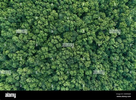 Summer warm sun light forest aerial view as summer background Stock ...