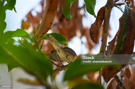 Burung Asia Burung Pipit Betina Muda Di Pohon Daun Tanaman Hijau Latar Belakang Wallpaper ...