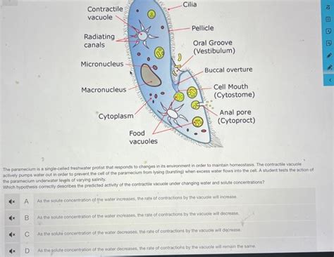 Solved The paramecium is a single-celled freshwater protist | Chegg.com