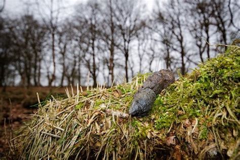 Garden Animal Poo Identification (with images) - Practical Home UK