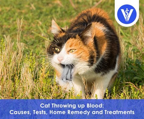 Cat Throwing up Blood: Causes, Tests, Home Remedy and Treatments - One Vet