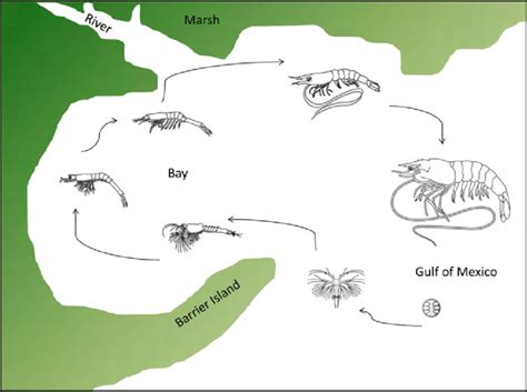 10. Typical life cycle of a penaeid shrimp in the Gulf of Mexico ...