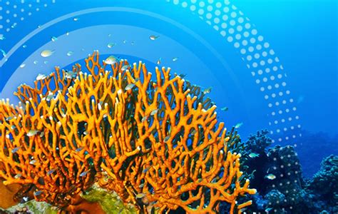 The Enigma of the Resilient Eilat Coral Reefs | Bar-Ilan University