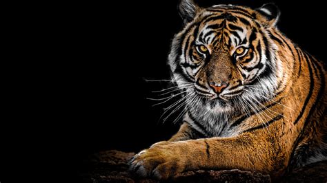 Tigre Retrato 4K HD Desktop Papéis de Parede: Widescreen: Alta ...