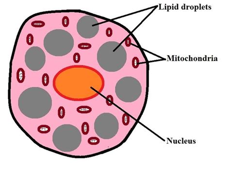 What are Adipocytes? What are their Functions? in 2021 | Brown adipose tissue, Adipose tissue ...