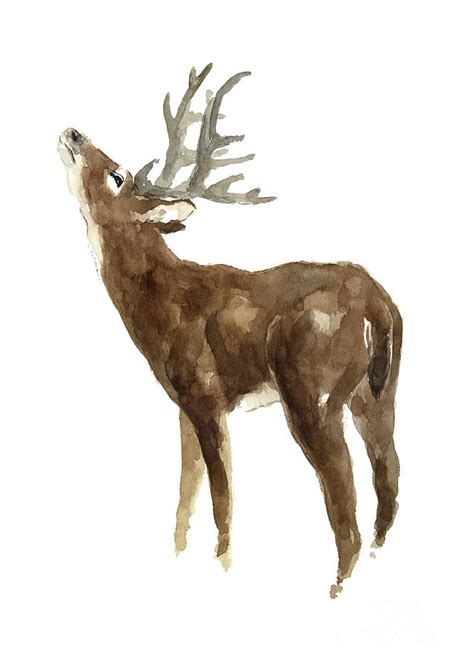 White tailed deer stag with head tilted upwards Painting by Joanna ...