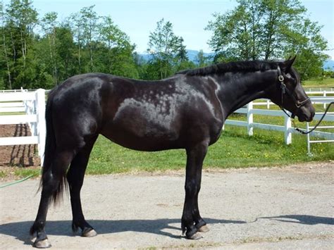 Belgian Warmblood Horse Info, Origin, History, Pictures