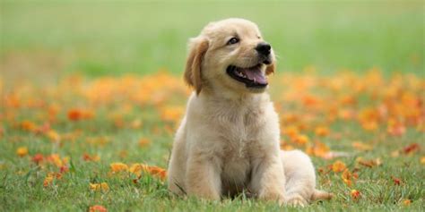 Top 10 Cutest Dog Breeds to Keep as Pets in 2024