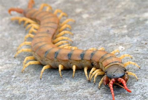 centipede and the mediterranean banded centipede is the most common | Centipede, Insect ...