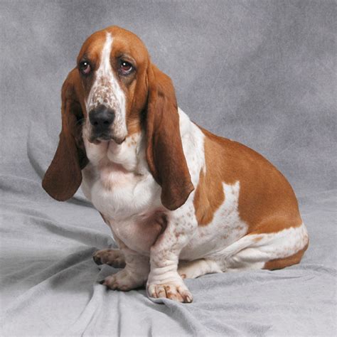 Basset Hound Info, Temperament, Puppies, Pictures