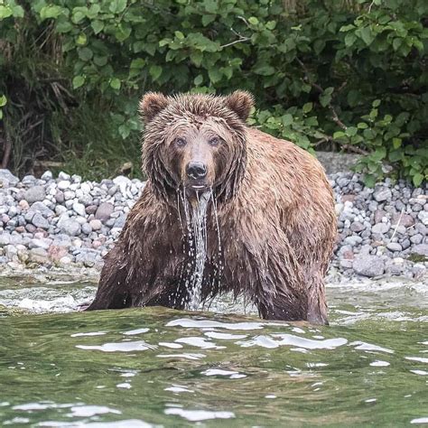 For me... this was the most beautiful brown bear I've had the pleasure to photograph. For her ...