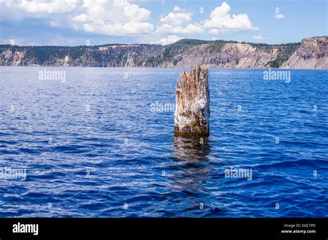 The Old Man of the Lake tree stump floating in Crater Lake. Crater Lake ...