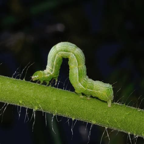 33 Weird (but COMMON) Caterpillars in Maryland (2023) - Bird Watching HQ