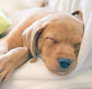 Can Dogs Have Nightmares? - Whole Dog Journal