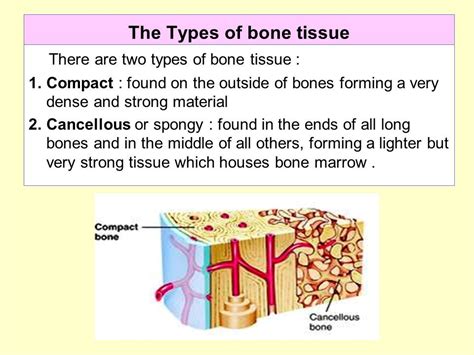 Two Types Of Bone Tissue - slideshare