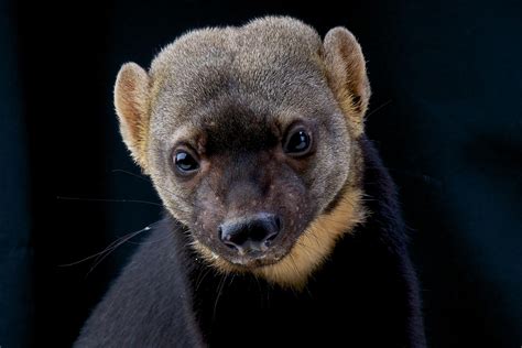 American Badger Facts: Animals of North America - WorldAtlas