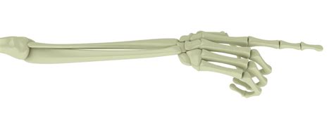 Skeleton Hand Pointing Images – Browse 1,714 Stock Photos, Vectors, and ...