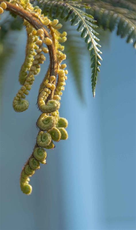 The silver fern and Koru – The travelling desi