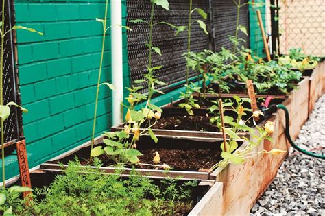 Start a Rooftop Container Garden - Brooklyn Botanic Garden