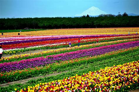 Tulip blooms a sight to behold | The Spokesman-Review