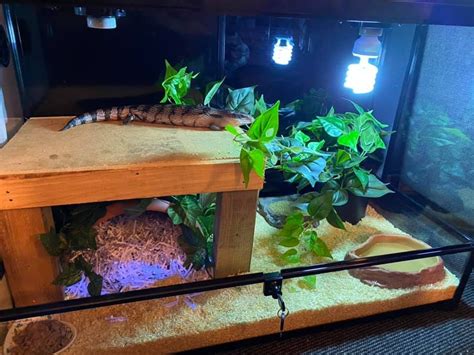 Blue Tongue Skink On His Hide | Blue tongue skink, Reptile enclosure ...