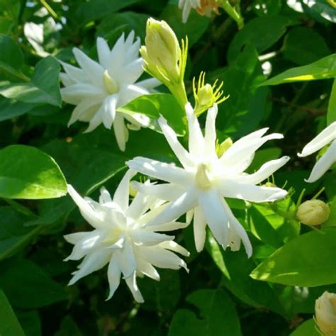 Chameli Flower Plant, Jasmine, Fragrant Flowering Variety