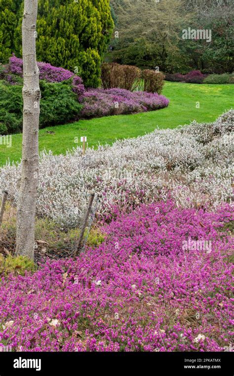 The Heather Garden in Valley Gardens with colourful heathers in flower during April, part of ...