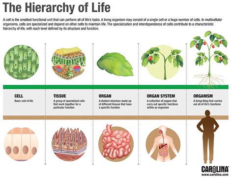 Infographic: The Hierarchy of Life | Carolina Biological Supply