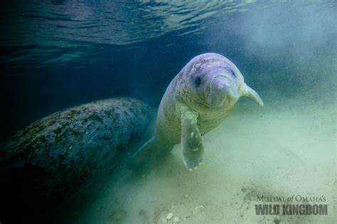 Mutual of Omaha's Wild Kingdom - Manatee calves are adorable. #CubFriday | Manatee, Adorable ...