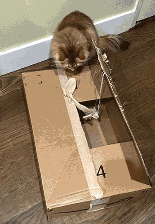 Cat In A Box GIFs - Find & Share on GIPHY