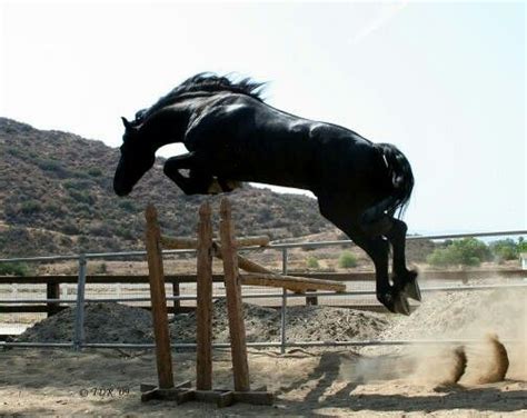 Friesian stallion Sjored jumping 6ft from trot. | Horses, Friesian stallion, Beautiful horses