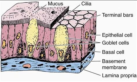 Pseudostratified Columnar Epithelium Histology - Jotscroll