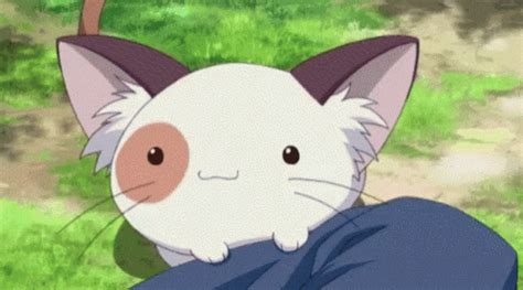 Azuki Neko GIF – Azuki Neko Nft – discover and share GIFs