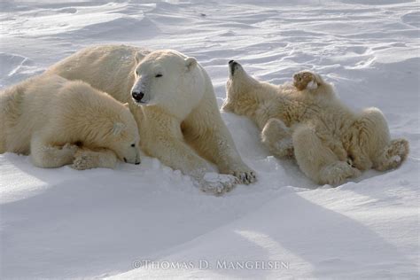 Winter Itch — Polar Bears by Thomas D. Mangelsen